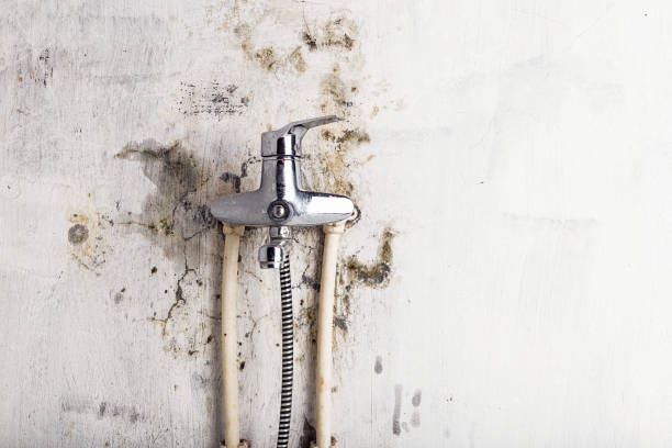 Best Residential Mold Removal  in , CO