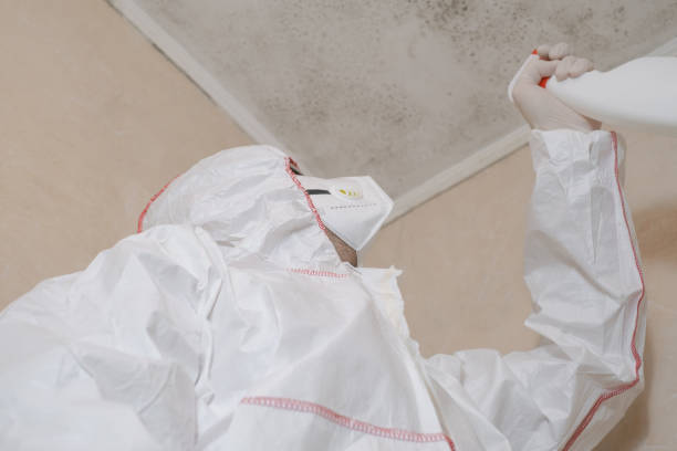 Best Local Mold Removal Service  in , CO
