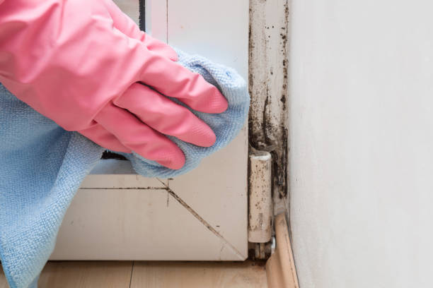 Best Black Mold Removal  in , CO