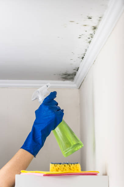 Best Commercial Mold Removal  in , CO