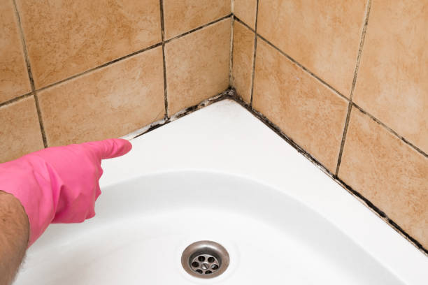 Best Attic Mold Removal  in , CO